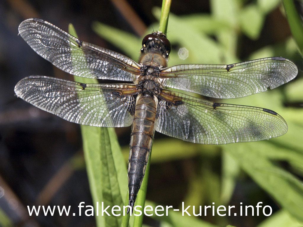 Libelle an der Kuhlake in Spandau (Foto: Salecker)